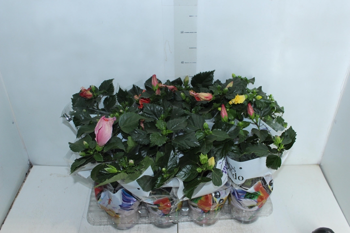 <h4>HIBISQS P15</h4>