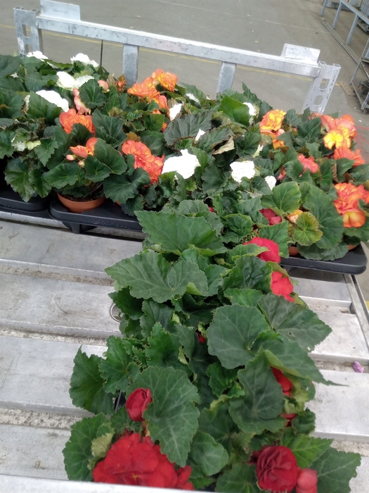 <h4>Begonia tuber.   ...</h4>