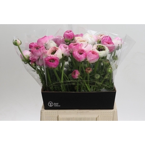 Ranunculus asiaticus 'Porcelaine'