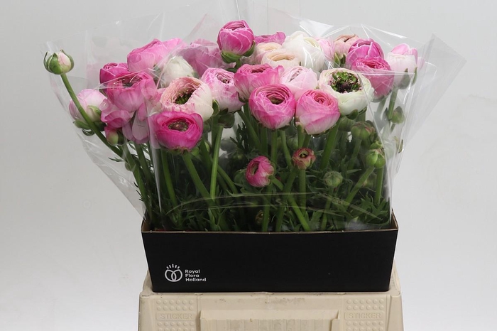 <h4>Ranunculus asiaticus 'Porcelaine'</h4>