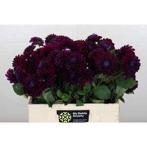 Dahlia Black Lars