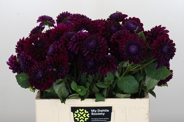 <h4>Dahlia Black Lars</h4>