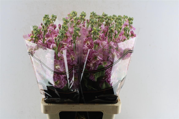 <h4>Matth Milla Pink</h4>