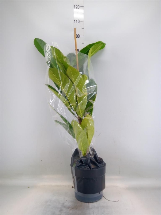 <h4>Ficus benghalensis 'Roy'</h4>