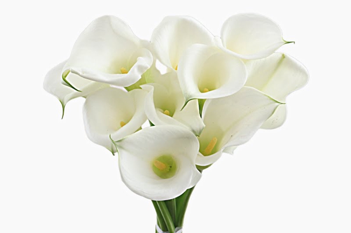 <h4>Calla White Art</h4>