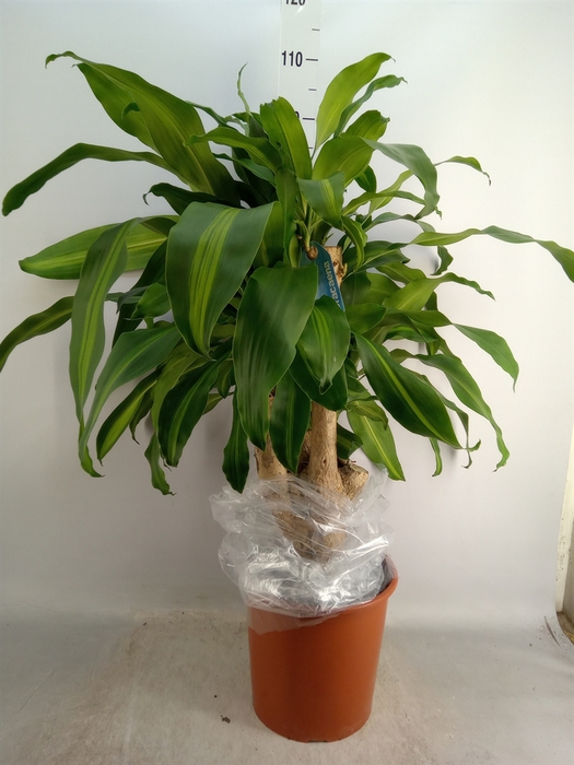 <h4>Dracaena frag. 'Massangeana'</h4>