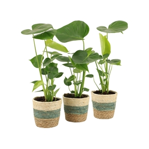 7501410: Solutionss Consideration