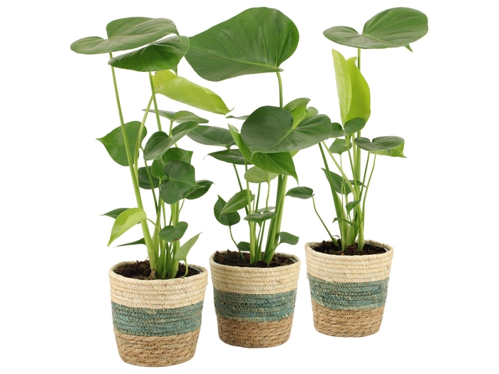 <h4>7501410: Solutionss Consideration</h4>