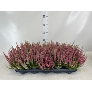 Calluna vulg. 'Beauty L Sylke'