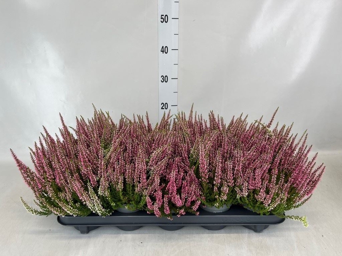 <h4>Calluna vulg. 'Beauty L Sylke'</h4>