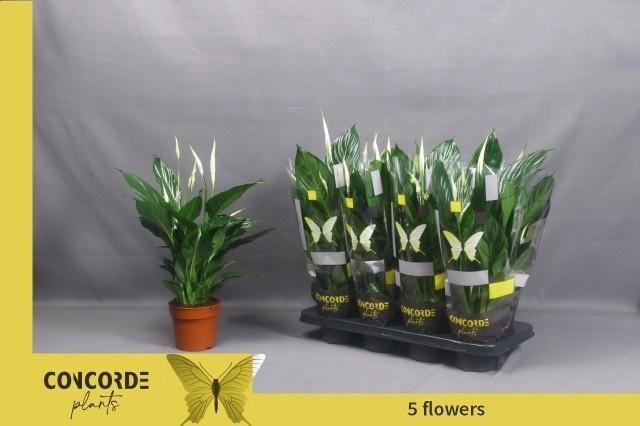 <h4>SPATH PICO CUPIDO</h4>