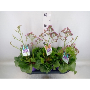 Limonium  'Salt Lake'