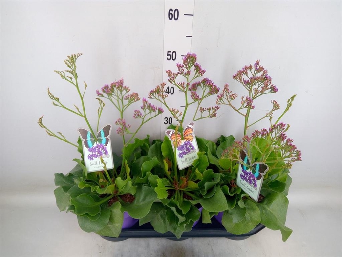 <h4>Limonium  'Salt Lake'</h4>