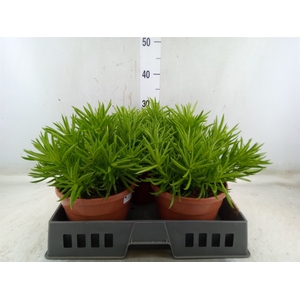 Crassula   ...