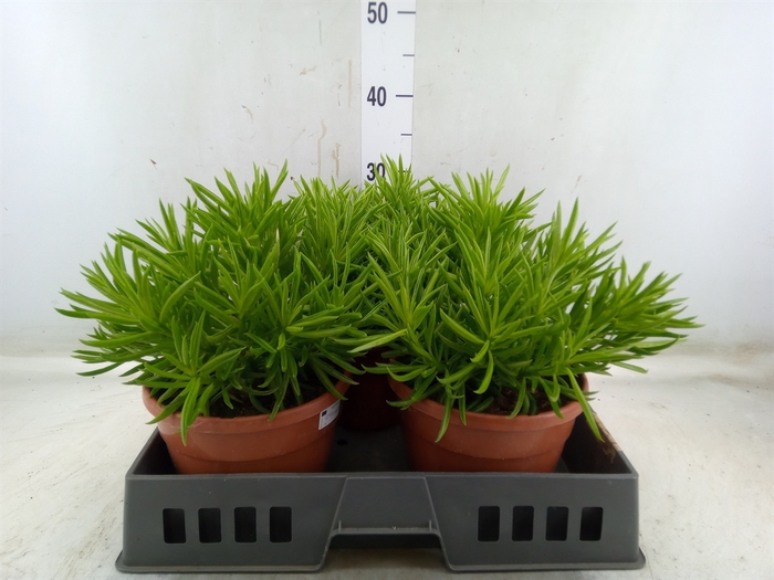 <h4>Crassula   ...</h4>
