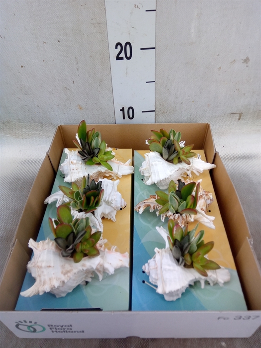 <h4>Planten  ..in schelp L%</h4>