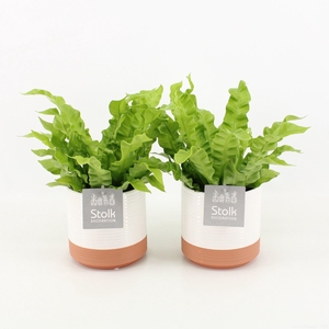 Asplenium Crispy Wave in Milou Keramiek