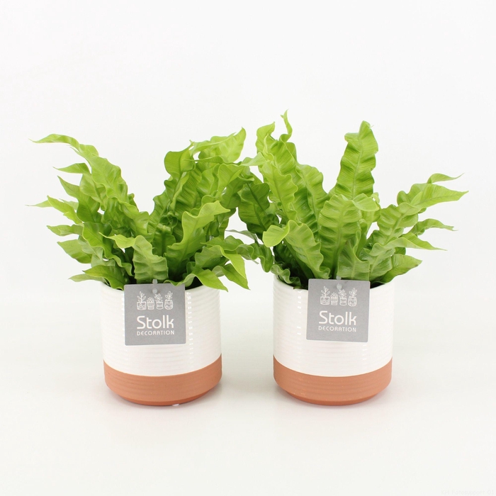 <h4>Asplenium Crispy Wave in Milou Keramiek</h4>