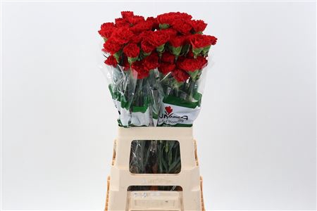 <h4>DI ST RED MARTHE</h4>