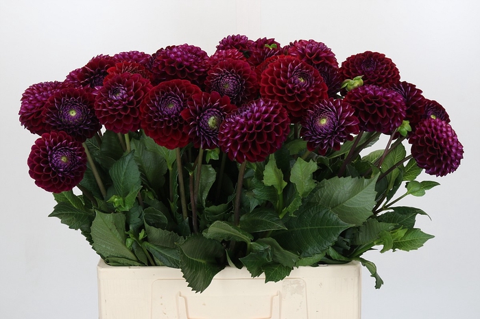 Dahlia Ivannetti