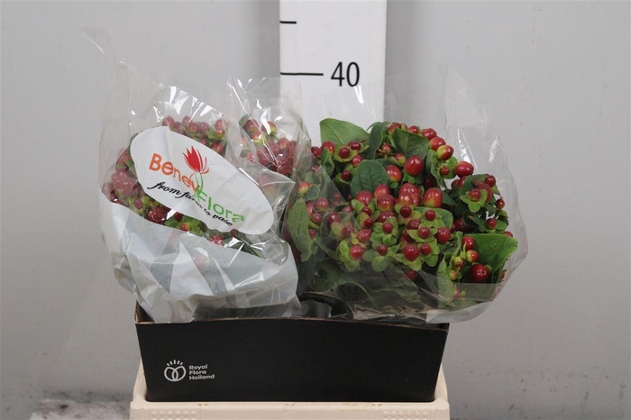 <h4>Hyp Mag Seasons</h4>