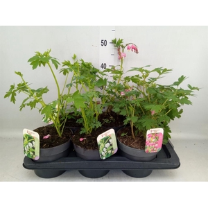 Dicentra spectabilis