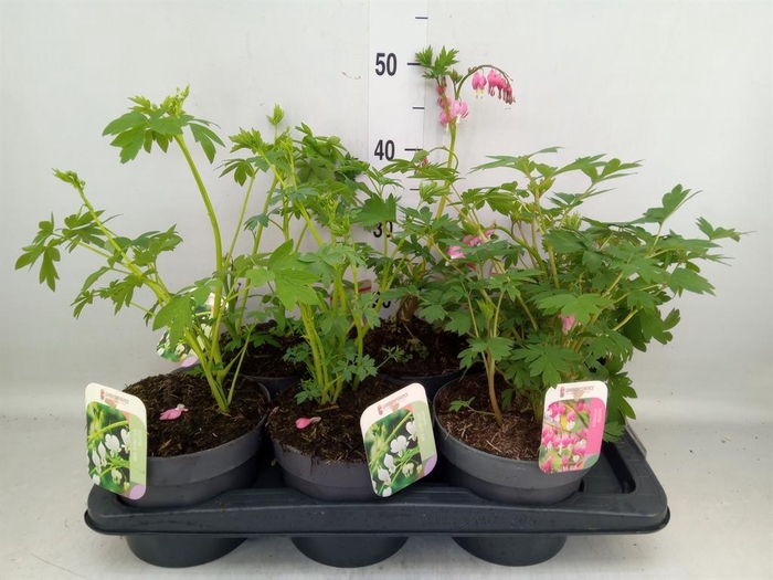 <h4>Dicentra spectabilis</h4>