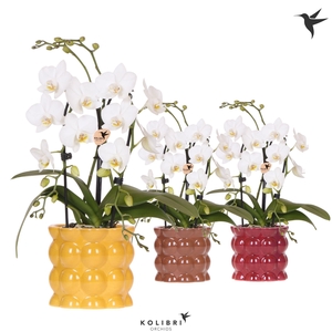 Kolibri Orchids Phalaenopsis Cascade Niagara Fall white 2 spike in Cotton pot yellow mix