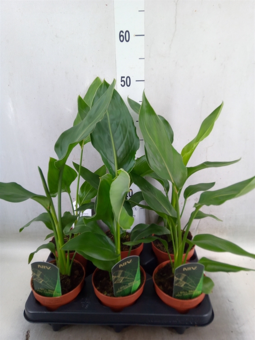 <h4>Strelitzia reg.   ...no flowers</h4>