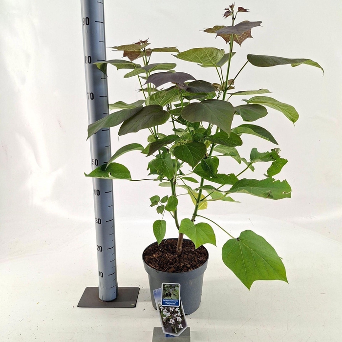 <h4>Catalpa Purpurea</h4>