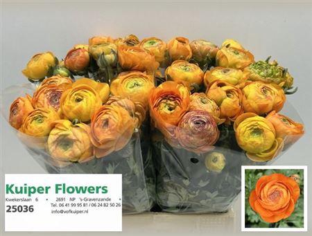 <h4>Ran Aazur Orange</h4>