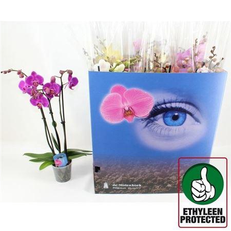 ** Phal Gem 6 Kl ** 3 Branche 20+ ** Winter Promo*