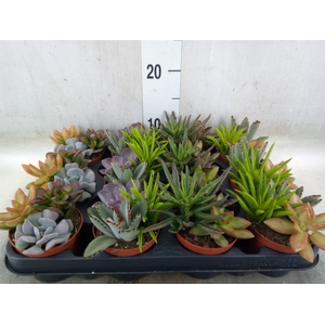 Succulents   ...