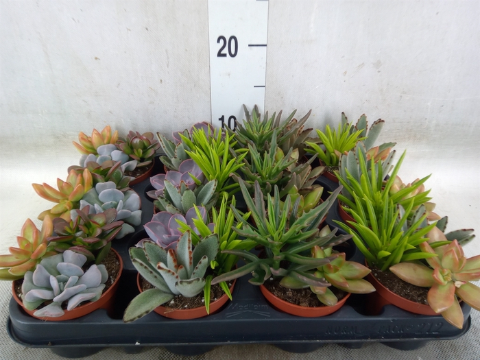 <h4>Succulents   ...</h4>