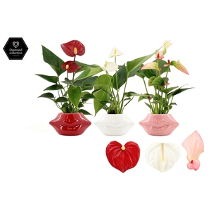 Anthurium 6 cm 3 color mix in Lips ceramics
