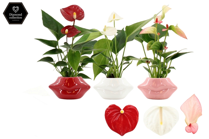 <h4>Anthurium 6 cm 3 color mix in Lips ceramics</h4>