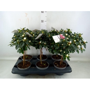 Rhododendron sim.   ...