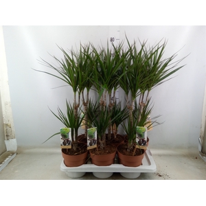 Dracaena marg.