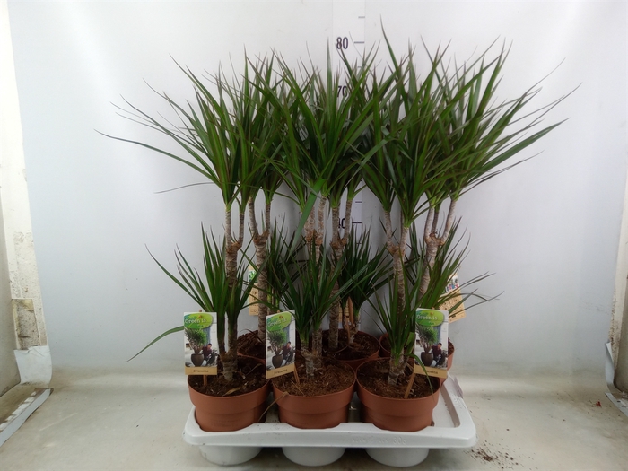 <h4>Dracaena marg.</h4>