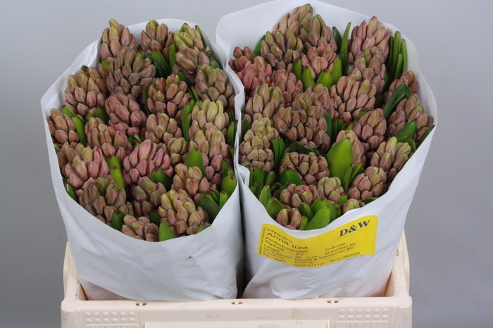 <h4>HYAC ANNA LIZA</h4>