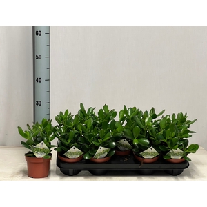 CRASS OVATA