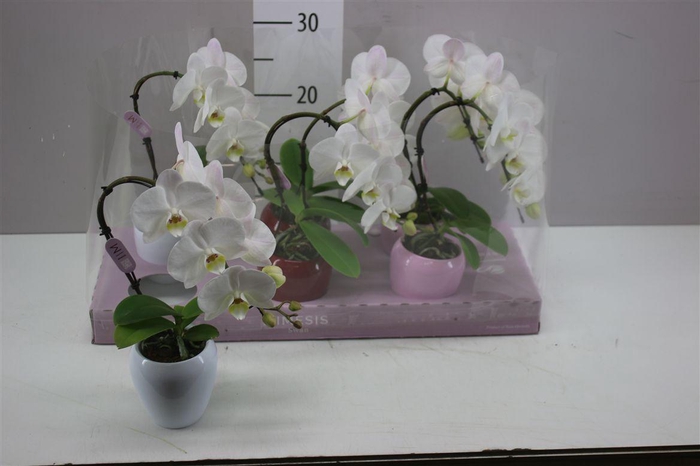 <h4>Phal Swan Wit 1 Tak In Keramiek</h4>
