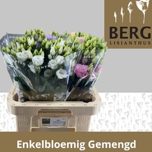 EUS E GEM IN FUST