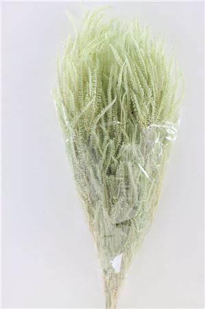 <h4>Pres Helecho Lvs Mint Green Bunch</h4>