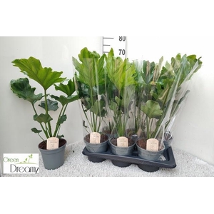 PHIL BIP LITTLE HOPE