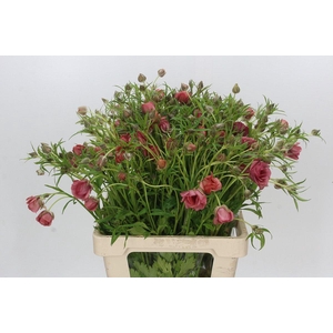 Ranunculus Moderna Carezza