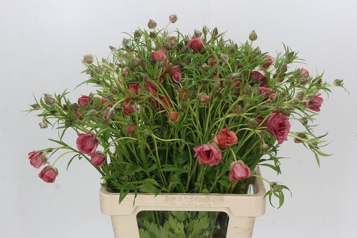 <h4>Ranunculus Moderna Carezza</h4>