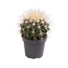 ECHINOCACTUS GRUSONII P6
