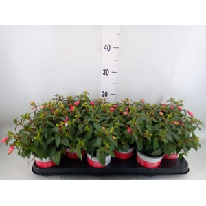 Fuchsia  'Bella Fuchsia Hilda'