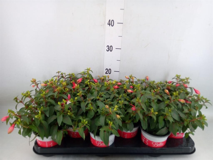<h4>Fuchsia 'Bella Fuchsia Hilda'</h4>
